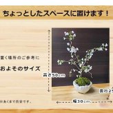 桜・・・そう聞くだけで心和む景色を貴方のもとへ　別名豆桜 【富士桜・湖上の舞の盆栽　万古焼 白深鉢 】