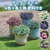 サンク・エール 苗 4色セット（ホワイト・ディープブルー・ピンク・ブルーグラデーション）3号ポット サントリーフラワーズ ｜スカエボラ｜花がら摘み不要｜暑さに強い夏の花苗｜肥料付き ガーデニング 鉢植え ハンギング プランター