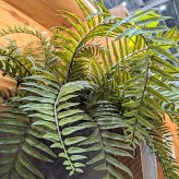 観葉植物 造花 ジャイアントソードファーン 枝垂れ BROWN 全高約70cm フェイクグリーン 高級 本物そっくり リアル おしゃれ 卓上 インテリア 人工観葉植物 アーティフィシャルグリーン シダ オフィス 店舗 開店祝い 室内 リビング 玄関 風水 ボストンファーン