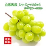 【予約商品 9月初旬出荷】シャインマスカット 山梨県産 朝採れ お中元 ギフト 2kg 3～4房 大粒 ぶどう 糖度18以上 クール便無料 送料無料