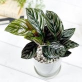 PLANCHU 観葉植物 カラテア サンデリアーナ 4号鉢 受け皿付き 育て方説明書付き Calathea ornata ‘Sabderiana’