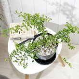PLANCHU 亜熱帯果樹 シトラス フィンガーライム グリーンアリストンビル 6号スリット鉢 受け皿付き Citrus australasica cv. フルーツキャビア 柑橘苗
