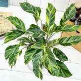 PLANCHU 観葉植物 カラテア エンペラー 4号鉢 受け皿付き 育て方説明書付き Calathea louisae ‘Emperor’