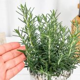 PLANCHU ハーブ苗 ローズマリー マリンブルー 4号鉢 受け皿付き 育て方説明書付き Salvia rosmarinus ‘Marine Blue’ 立性