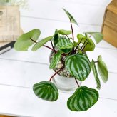 PLANCHU 観葉植物 ペペロミア アルギレイア 4号鉢 受け皿付き 育て方説明書付き Peperomia argyreia スイカペペ
