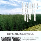 ラグ カーペット 玄関 マット 室内 おしゃれ 日本製 国産 い草 自然素材 カラフル カジュアル 約60×90cm