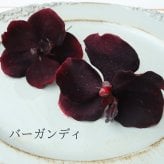 胡蝶蘭の髪飾りセット 桜 カラー アーティフィシャルフラワー 和装 成人式 卒業式 結婚式 金箔付 213