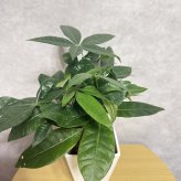 観葉植物 パキラ グラブラ 3本立ち ミニ 卓上 小さい 4号 高さ約35cm 白 スクエア鉢 マネーツリー 育てやすい 耐陰性 インテリア デスク 棚 一人暮らし 誕生日 引っ越し祝い 就職祝い 退職祝い お礼 プチギフト お祝い ギフト プレゼント おしゃれ
