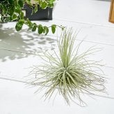 PLANCHU エアプランツ ティランジア マグヌシアナ Mサイズ 1株 W10×H10cm前後 育て方説明書付き Tillandsia magnusiana エアープランツ チランジア