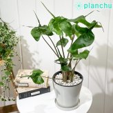 PLANCHU 観葉植物 アロカシア スティングレイ 5号鉢 受け皿付き 育て方説明書付き Alocasia macrorrhizos ‘Stingray’ アロイド