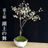 桜・・・そう聞くだけで心和む景色を貴方のもとへ　別名豆桜 【富士桜・湖上の舞の盆栽　万古焼 白深鉢 】