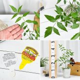 虫除け植物 ミラクルニーム ＆ モスキートブロッカー 4号鉢 2種セット 受け皿付き 育て方説明書付き 観葉植物 PVP