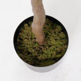 観葉植物 造花 アセビ BROWN 全高約150cm 大型 フェイクグリーン 本物そっくり おしゃれ インテリア 人工観葉植物 アーティフィシャルグリーン オフィス 店舗 ホテル 開店祝い 室内 馬酔木 あせび フェイク