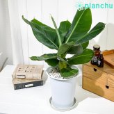 PLANCHU 熱帯果樹 ムサ サンジャクバナナ 6号鉢 受け皿付き 育て方説明書付き Musa acuminata ‘Dwarf Cavendish’ サンジャクバナナ バナナの木 苗 観葉植物