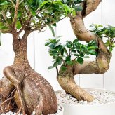 観葉植物 ガジュマル 昇り竜＆太幹 2鉢セット 8号平鉢 受け皿付き 育て方説明書付き Ficus microcarpa フィカス ミクロカルパ 精霊の宿る木