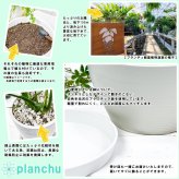 観葉植物 ガジュマル 昇り竜＆太幹 2鉢セット 8号平鉢 受け皿付き 育て方説明書付き Ficus microcarpa フィカス ミクロカルパ 精霊の宿る木