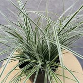 斑入り カレックス オシメンシス エベレスト 白緑 15cmポット苗 株 下草 常緑 多年草 グランドカバー カラーリーフ 庭 寄せ植えに 花壇 鉢植え 高耐寒性