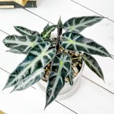 PLANCHU 観葉植物 アロカシア バンビーノ アロー 4号樹脂鉢 ホワイト サスティー付き 受け皿付き 育て方説明書付き Alocasia ‘Bambino Arrow’ アロイド