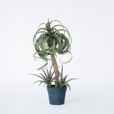 観葉植物 造花 チランジア ミックス BROWN 全高約81cm 中型 フェイクグリーン 本物そっくり おしゃれ インテリア 人工観葉植物 アーティフィシャルグリーン オフィス 店舗 ホテル 開店祝い 室内 エアプランツ フェイク