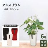 アンスリウム 白 シエラホワイト 6号 カラーポット 高さ約65cm 観葉植物