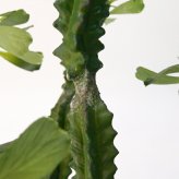 観葉植物 造花 ユーフォルビア BROWN 全高約112cm 中型 フェイクグリーン 本物そっくり おしゃれ インテリア 人工観葉植物 アーティフィシャルグリーン オフィス 店舗 ホテル 開店祝い 室内 多肉植物 フェイク