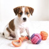 犬 おもちゃ 10個セット 通販 コットンロープ デンタルケア 運動不足解消 引っ張り合い 一人遊び 投げて遊ぶ 水洗い可能 耐久性抜群 噛むおもちゃ 室内屋外兼用 多頭飼い ペット用おもちゃ 安全素材 ストレス発散 小型犬