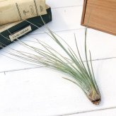 PLANCHU エアプランツ ティランジア ジュンセア Mサイズ 1株 W10×H18cm前後 育て方説明書付き Tillandsia juncea エアープランツ チランジア