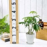 PLANCHU 観葉植物 アンスリウム ポリスキスツム 4号鉢 受け皿付き 育て方説明書付き Anthurium polyschistum アンスリューム アロイド 原種系