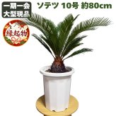 現品 観葉植物 ソテツ 蘇鉄 高さ80cm 10号鉢苗 大型種類 大きい 鉢植え 和風 和室 南国 おしゃれな室内インテリア 日陰 風水 玄関 リビング 初心者におすすめ 簡単で育てやすい 耐陰性 部屋 屋外 かわいい ベランダ プレゼント ギフト 開店祝い 結婚祝い 窓際 テレビ横 モダン 贈答