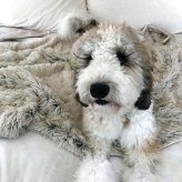 TALL TAILS トール テイルズ ドリームチェイサー ウォータープルーフ