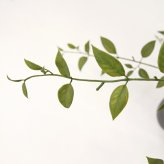 観葉植物 造花 ライベリー BROWN 全高約105cm 中型 フェイクグリーン 本物そっくり おしゃれ インテリア 人工観葉植物 アーティフィシャルグリーン オフィス 店舗 ホテル 開店祝い 室内 インテリアグリーン 枝もの フェイク