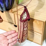 PLANCHU 食虫植物 ネペンテス ミランダ 5号吊り鉢 育て方説明書付き Nepenthes ‘Miranda’ ウツボカズラ