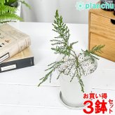 虫除け植物 モスキートブロッカー 4号鉢 3鉢セット 受け皿付き 育て方説明書付き Leptospermum liversidgei レプトスペルマム オージープランツ ハーブ苗 PVP