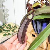 PLANCHU 食虫植物 ネペンテス レベッカ 5号吊り鉢 育て方説明書付き Nepenthes ‘Rebecca soper’  ウツボカズラ