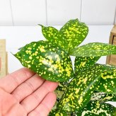 PLANCHU 観葉植物 ドラセナ フロリダビューティー 4号鉢 受け皿付き Dracaena surculosa ‘Florida Beauty’ スルクローサ ゴッドセフィアナ