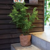 観葉植物 造花 アスパラガス BROWN 全高約90cm 中型 フェイクグリーン 本物そっくり おしゃれ インテリア 人工観葉植物 アーティフィシャルグリーン オフィス 店舗 ホテル 開店祝い 室内 アスパラガスファーン シダ フェイク