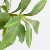 観葉植物 造花 アセビ BROWN 全高約210cm 大型 フェイクグリーン 高級 本物そっくり リアル おしゃれ 和風 和モダン インテリア 人工観葉植物 アーティフィシャルグリーン オフィス 店舗 ホテル 旅館 開店祝い 室内 リビング 玄関 風水 庭木 馬酔木