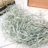 PLANCHU エアプランツ ティランジア ウスネオイデス 太葉 Lサイズ 1束 W12×H50cm前後 育て方説明書付き Tillandsia usneoides エアープランツ チランジア