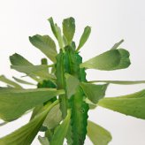 観葉植物 造花 ユーフォルビア BROWN 全高約147cm 大型 フェイクグリーン 本物そっくり おしゃれ インテリア 人工観葉植物 アーティフィシャルグリーン オフィス 店舗 ホテル 開店祝い 室内 多肉植物 フェイク