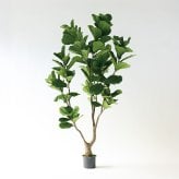 観葉植物 造花 カシワバゴム BROWN 全高約200cm 大型 曲がり幹 フェイクグリーン 高級 本物そっくり リアル おしゃれ インテリア 人工観葉植物 アーティフィシャルグリーン シンボルツリー オフィス 店舗 ホテル 開店祝い 室内 リビング 玄関 風水 ゴムの木