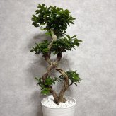 ガジュマル 観葉植物 八の字 8号鉢苗 大型 盆栽 末広がりの8の字 室内 珍しい 希少種 多幸の木 幸福をもたらす精霊が住むガジュマルの木 おしゃれなインテリア 結婚祝い 新築祝い 開店祝い 開業祝い 誕生日 母の日 父の日 記念日 プレゼントギフト 肥料別売り 敬老の日