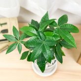 PLANCHU 観葉植物 パキラ ネジリ 実生株 4号鉢 受け皿付き 育て方説明書付き Pachira glabra 発財樹