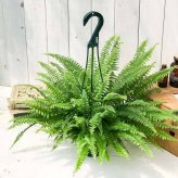 PLANCHU 観葉植物 ネフロレピス モンタナ 5号吊り鉢 育て方説明書付き Nephrolepis exaltata ‘Montana’ ボストンファーン ボストンファン シダ植物