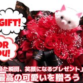 誕生日プレゼント 彼女 恋人 ネコ 猫 ねこちゃん 枯れない赤バラ 12本 かすみ草 花束風ギフト プリザーブドフラワー入り ケース付き 赤バラいっぱい 置いて飾れるアレンジメントタイプ カスミ草