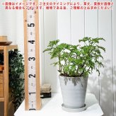 PLANCHU ハーブ苗 センテッドゼラニウム モスキートバスター 6号鉢 受け皿付き 虫除け植物