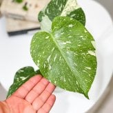 PLANCHU 観葉植物 モンステラ タイコンステレーション 3.5号鉢 受け皿付き 育て方説明書付き Monstera deliciosa ‘Thai Constellation’ 斑入り アロイド レア品種