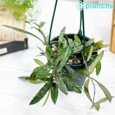 PLANCHU 観葉植物 ホヤ シギラティス 4号吊り鉢 育て方説明書付き Hoya sigillatis サクララン 桜蘭