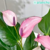 PLANCHU 観葉植物 アンスリウム ジゾウ 4号鉢 受け皿付き 育て方説明書付き Anthurium andraeanum ‘Zizou’ ジゾー アンスリューム アロイド 鉢花 パープル系
