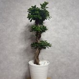 ガジュマル 観葉植物 八の字 8号鉢苗 大型 盆栽 末広がりの8の字 室内 珍しい 希少種 多幸の木 幸福をもたらす精霊が住むガジュマルの木 おしゃれなインテリア 結婚祝い 新築祝い 開店祝い 開業祝い 誕生日 母の日 父の日 記念日 プレゼントギフト 肥料別売り 敬老の日