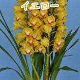 シンビジューム4~5本立ち 花 鉢シンビジウム 冬の洋蘭フラワーギフト プレゼント
